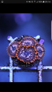 SPS frags and Zoas - Bargain Prices: Brighton.