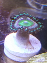 SPS frags and Zoas - Bargain Prices: Brighton.