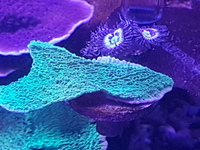 SPS frags and Zoas - Bargain Prices: Brighton.