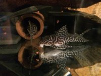 Plecos and Fish tanks for sale