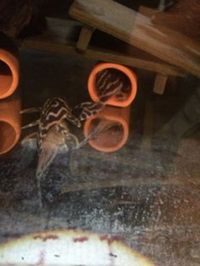 Plecos and Fish tanks for sale