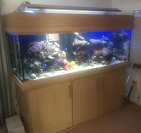 Extra Large full Marine Aquarium setup, £500 ono