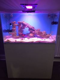 Marine tank setup full equipped with fish etc. £900