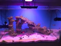 Marine tank setup full equipped with fish etc. £900