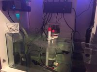 Marine tank setup full equipped with fish etc. £900