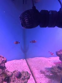 Marine tank setup full equipped with fish etc. £900
