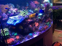 Corals forsale Surrey Byfleet - button polyps, frog spawn, hammer head