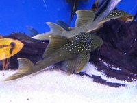 Plecs at Maidenhead Aquatics @ Rutland