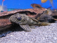Plecs at Maidenhead Aquatics @ Rutland