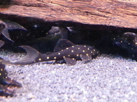 Plecs at Maidenhead Aquatics @ Rutland