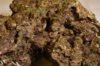 BUY ECO-FRIENDLY LIVE ROCK- BEST ON THE MARKET