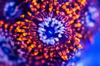 High End Zoa Pack x 2 (Bargain Prices) - Brighton / London