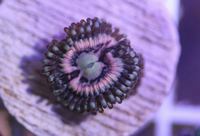 High End Zoa Pack x 2 (Bargain Prices) - Brighton / London