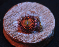 High End Zoa Pack x 2 (Bargain Prices) - Brighton / London