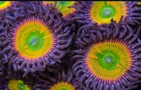 High End Zoa Pack x 2 (Bargain Prices) - Brighton / London