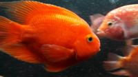 OneStopTropicals ~ Finest Quality Cichlids ~ Flowerhorns ~ Red Texas ~ Americans ~