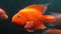 OneStopTropicals ~ Finest Quality Cichlids ~ Flowerhorns ~ Red Texas ~ Americans ~