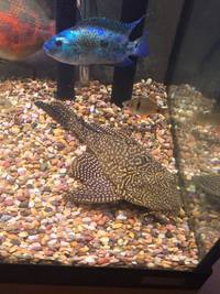 Sailfin Pleco - Free to GREAT home