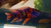 Quality Malawi Cichlids Leicester