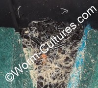 Live Food ~ Banana Worms & Walter Worms & Micro Worms & White Worms & Grindal Worms100% Feedback on Ebay