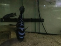 Rare wild Malawi cichlids