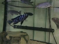 Rare wild Malawi cichlids