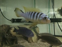 Rare wild Malawi cichlids