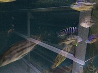 Rare wild Malawi cichlids