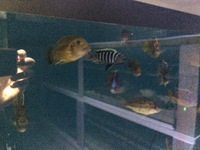 Rare wild Malawi cichlids