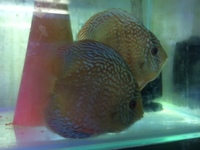 DISCUS PAIRS IN STOCK AT CHILTON AQUATICS FROM ONLY £120 PAIR