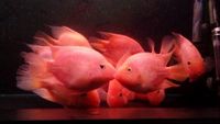 OneStopTropicals ~ Finest Quality Cichlids ~ Flowerhorns ~ Red Texas ~ Americans ~