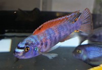 Quality Malawi Cichlids Leicester