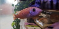 Quality Malawi Cichlids Leicester
