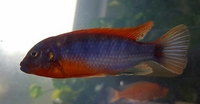 Quality Malawi Cichlids Leicester