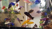 Quality Malawi Cichlids Leicester