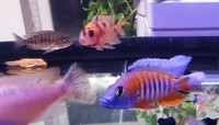 Quality Malawi Cichlids Leicester