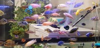 Quality Malawi Cichlids Leicester