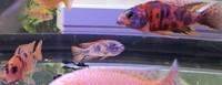 Quality Malawi Cichlids Leicester