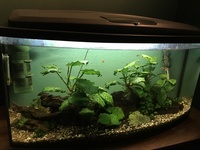 Complete Bow Fronted Glass tank with fish
