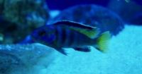 Williamsi Blue Lips and Membe Deep Cichlids For Sale
