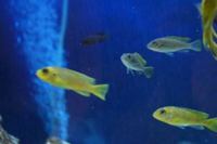 Williamsi Blue Lips and Membe Deep Cichlids For Sale
