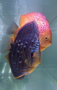 For sale: Proven breeding pair of Discus