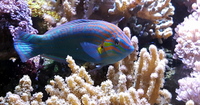 Hoevens Wrasse (Halichoeres melanurus) Tail Spot Marine Aquarium Fish no Coral