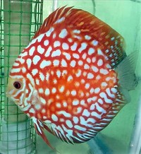 :: AWARD WINNING MARTIN NG MASTER DISCUS BREEDER. DURHAM DISCUS - THE No1 DISCUS SPECIALISTS IN NORTH EAST ENGLAND :
