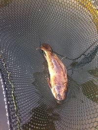 Rehoming 18 years old carp