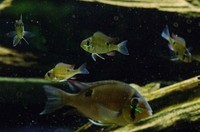 For Sale: Cupid Cichlids Biotodoma Cupido ## Price Reduced ##