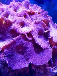 Red Mushrooms with Blue Spots on live rock