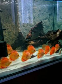 Discus fish for sale pigeon, red melon , blue,red torquoise