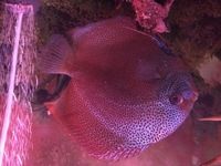 Large 5-6 inches Super Eruption from Chens Discus