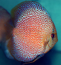 UK BRED DISCUS FISH FOR SALE - NEW STOCK AVAILABLE 18/06/17 AT DISCUS FISH SALES - NO1 UK DISCUS SUPPLIERS - FRI 16th UK DELIVERY AVAILABLE